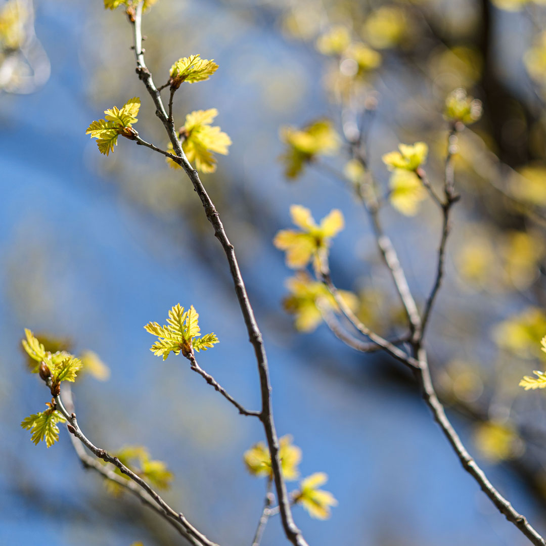 Photo of new foliage