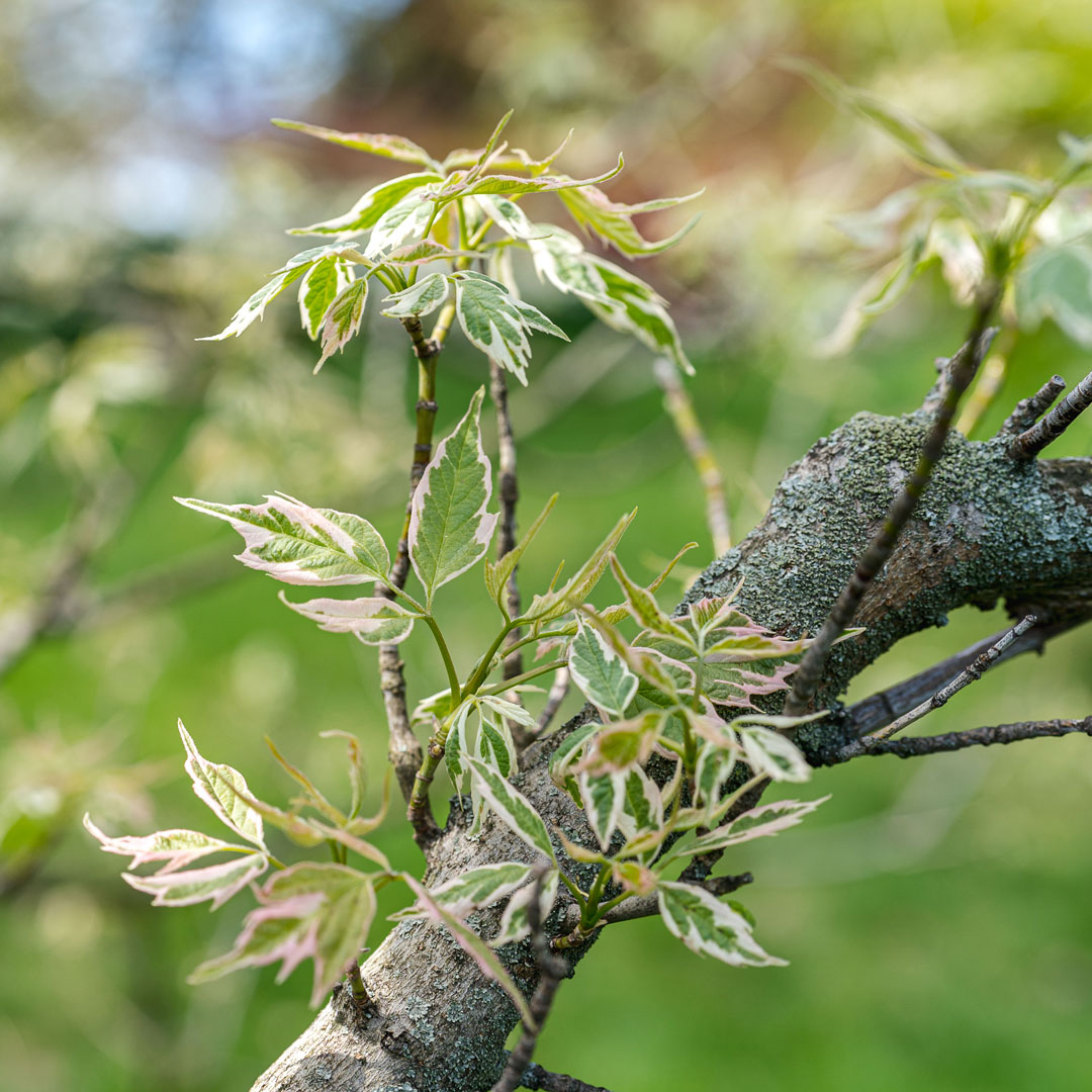 Photo of new foliage