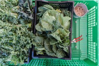 Produce from the Edible Academy