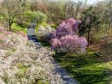 Bare trees and trees sprouting small pink and white magnolia flowers along a grey pathway in the center and green grass on both sides.