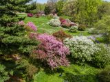 Aerial image of pink, white, and dark pink crabapple trees