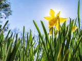 Sun peaking through yellow daffodil