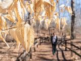 Close up of pale yellow, dry leaves with a visitor walking towards them