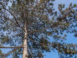 Top of a tall tree with bare branches and branches with very little green foliage below clear blue skies.