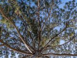 Top of tall brown tree with sparse, dark-green foliage sprouting below blue skies.