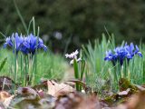 Small purple and pink flowers spouting from the ground surrounded by brown leaves and green grass.