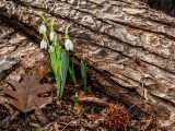 Small white flowers blooming next to fallen tree trunk, soil and brown leaves.
