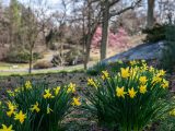 2 groups of yellow daffodils