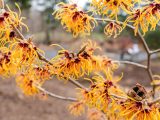 Orange and burgundy flowers on brown branches.