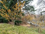 Yellow-orange witch hazel and grass