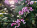 Close up of small pink and white flowers