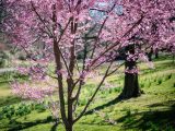 Cherry blossom tree spouting pink blooms from dark brown tree branches amongst bright green grass.