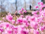 Closeup of pink azaleas with bare trees and one guest out of focus in the distance.