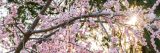 Light pink crabable branches with the sun shining through them.