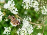 Brown, yellow and black butterfly sitting atop a delicate plant sprouting small, white flowers amongst brown branches and green leaves.