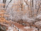 A path in the forest with leaves and snow on the ground and snow on the trees/branches