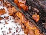 Close up of tree bark with orange leaves. and snow on the ground