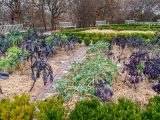 Mix of purple, dark green and light green plants with benches surrounding the garden