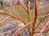 Close up of bare, orange and red toned branches