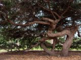 Low hanging tree with a mixture of leaves and mulch on the ground