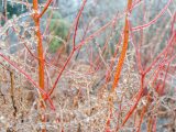 Red branches covered in ice