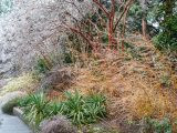 Green plant and bare stems