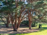 Two guests walking on bright green grass, amongst tall brown trees with dark green foliage.