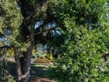 Low hanging tree causing shadows