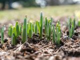 Sprouting daffodils in the ground