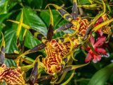 Multi-colored orchids with red, yellow, green and brown.