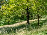 Large tree creating shadows on grass