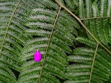Close up of fern-like plant with a single pink petal