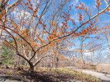 Bare tree branches with small dark-yellow leaves along the branches, adjacent to a grey pathway below blue skies.