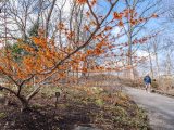 Guest walking on pathway next to bare trees and soil below blue skies.