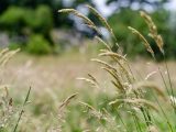 Long stemmed plants coming out from the ground