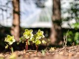 Close up of small green-yellow flowers on the ground