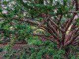 Low tree with scattered green pines