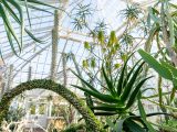 Inside the Conservatory in the Desert Gallery with various cacti