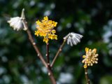 Close up of yellow and white flowers