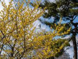 Small yellow flowers on brown tree branches, a green tree, and the top of the Haupt Conservatory Palm Dome.