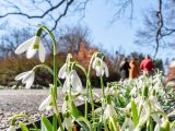 Small white flowers growing next to a pathway while three guests walk in the distance below bare tree branches.