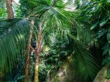 Tree with long leaves in the conservatory