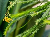 Long green stems with 3 small yellow orchids hanging