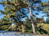 Lightly snow dusted green grass below tall green trees.