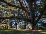 Tall trees with bare branches and green leaves amongst green grass.