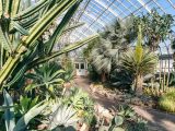 Various cacti and other flowers in the Conservatory