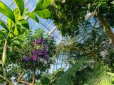 Purple flowers, ferns, and other plants inside of the conservatory