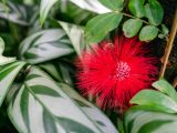 Bright red flower that resembles a pom-pom with small buds in the center of it