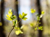 Close up of green leaves