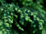 Close up of branches with little light green and dark green pines